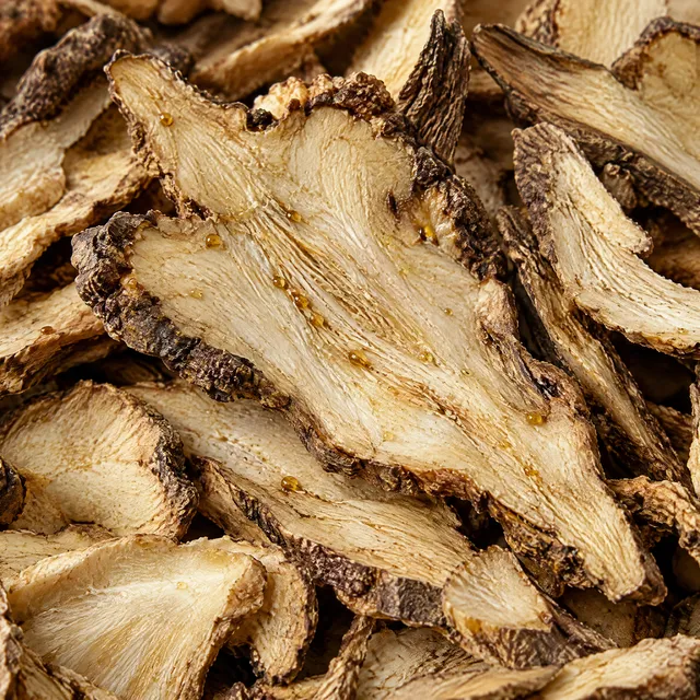 Angelica root